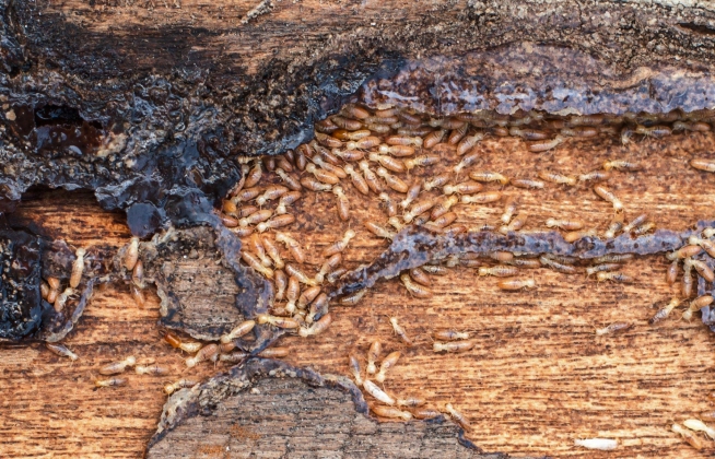 ant exterminator perth