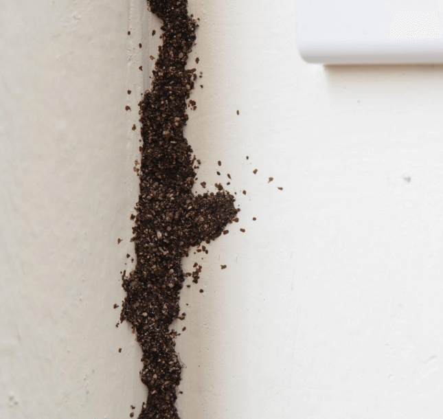 Ant Treatment Perth