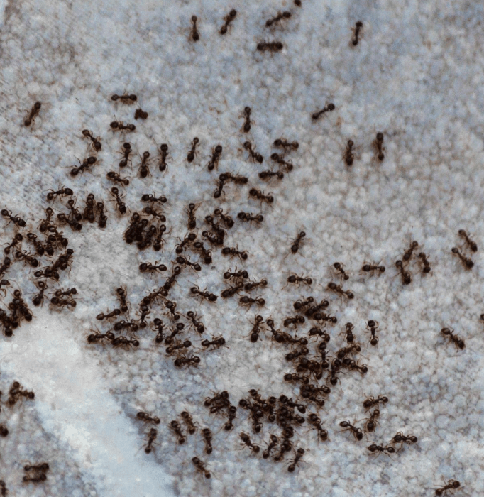 Best Ant Control Perth