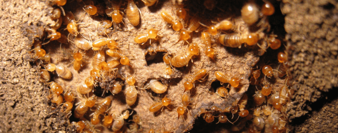 Termite Pest Control Perth