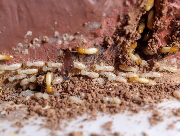 Termite Treatment Perth