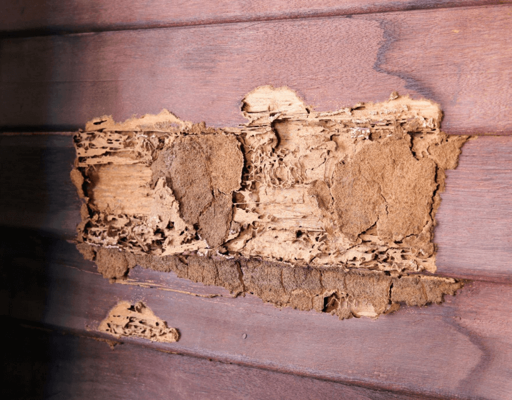 Termite Treatment Perth Cost