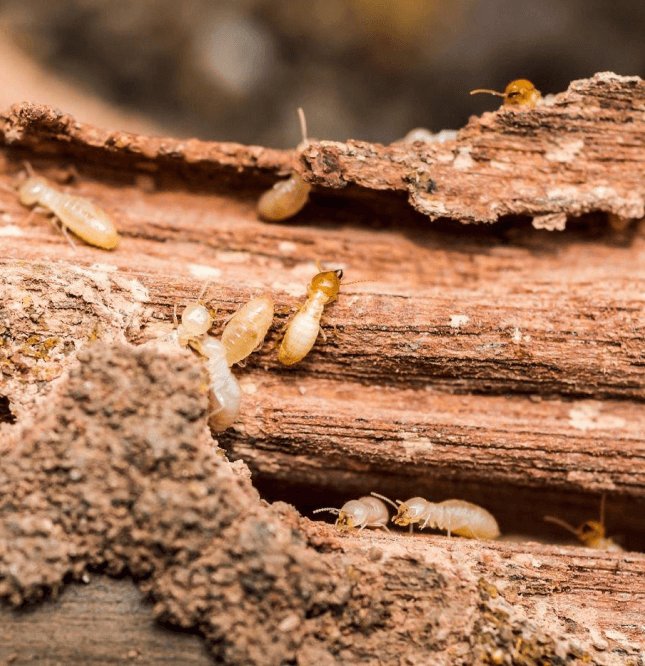 Ants Pest Control Perth in Wood