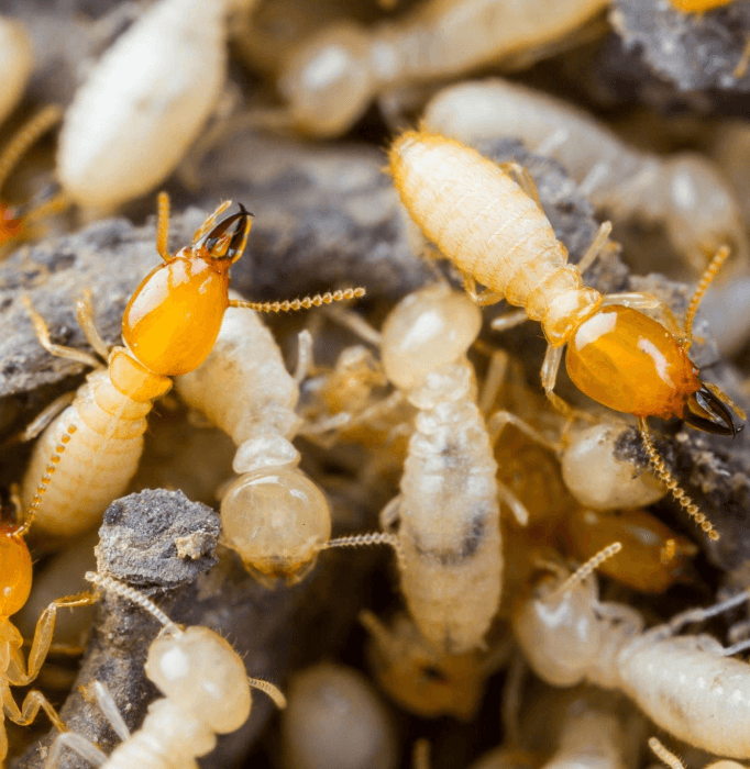 White Ant Treatment Perth
