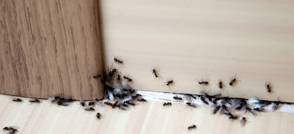 ant pest blog banner