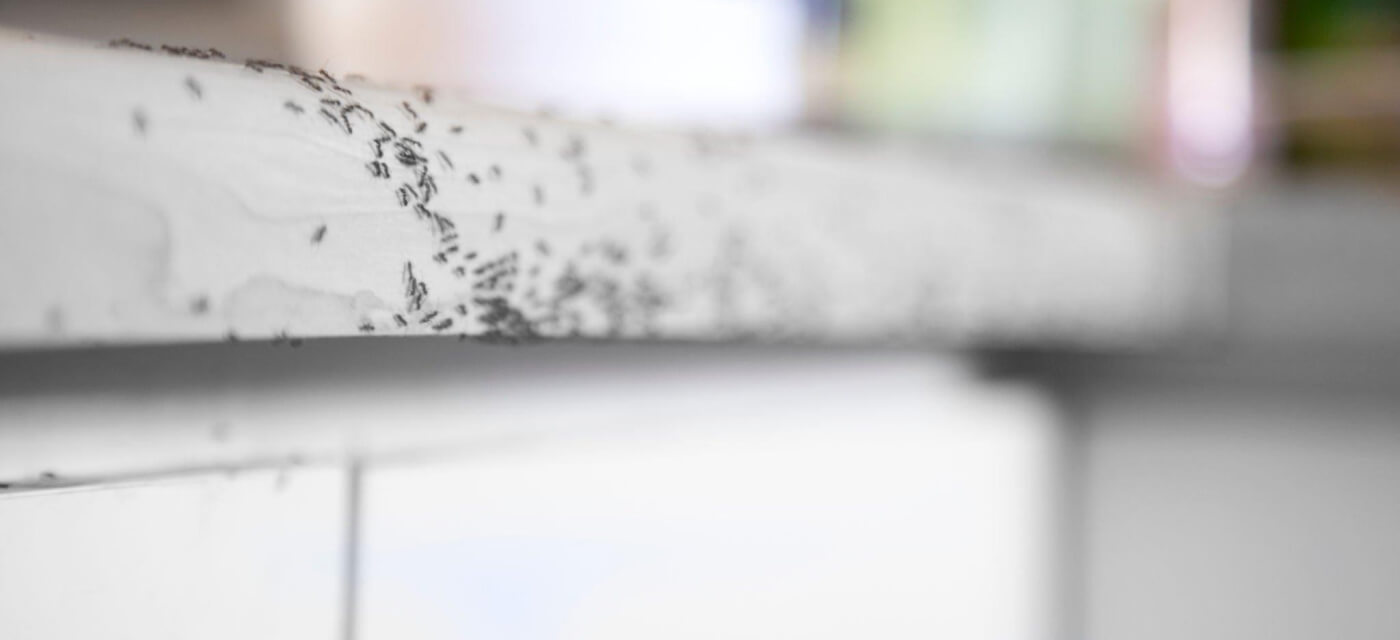 Dealing with Ant Infestations? Try These Ant Pest Control Perth Strategies