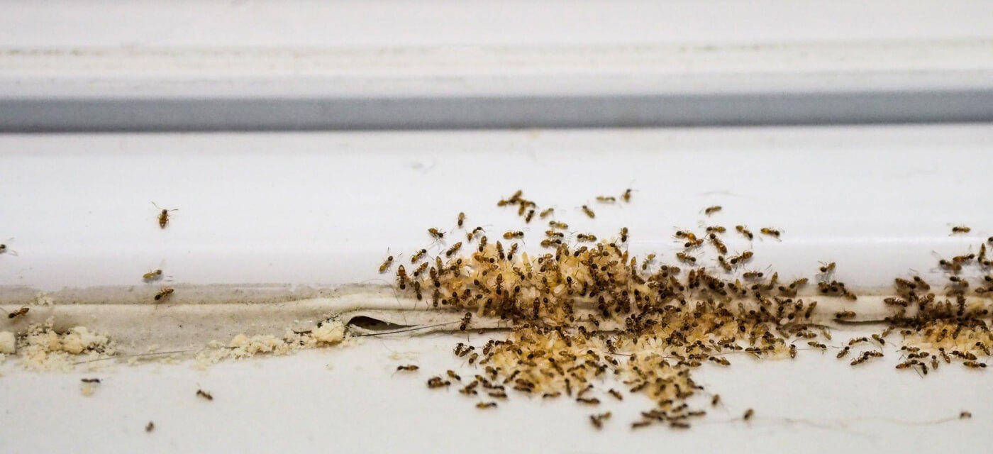 Conquering The Tiny Invaders: Eco-Friendly Ant Treatment Perth Options