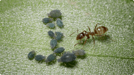 Argentine Ant (Linepithema humile)