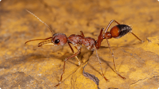 Bull Ants (Myrmecia spp)