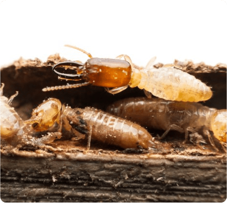 Termites