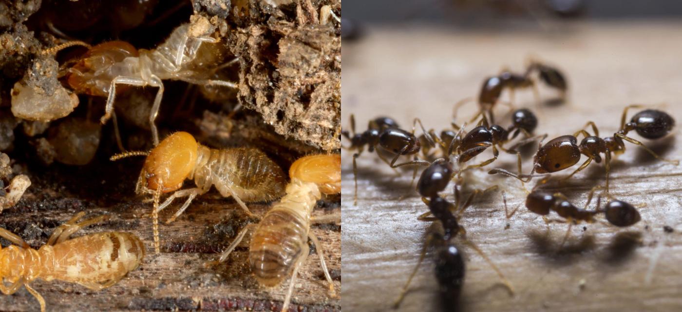 Termites vs. Ants: How to Differentiate and Find the Right Termite Treatment Perth