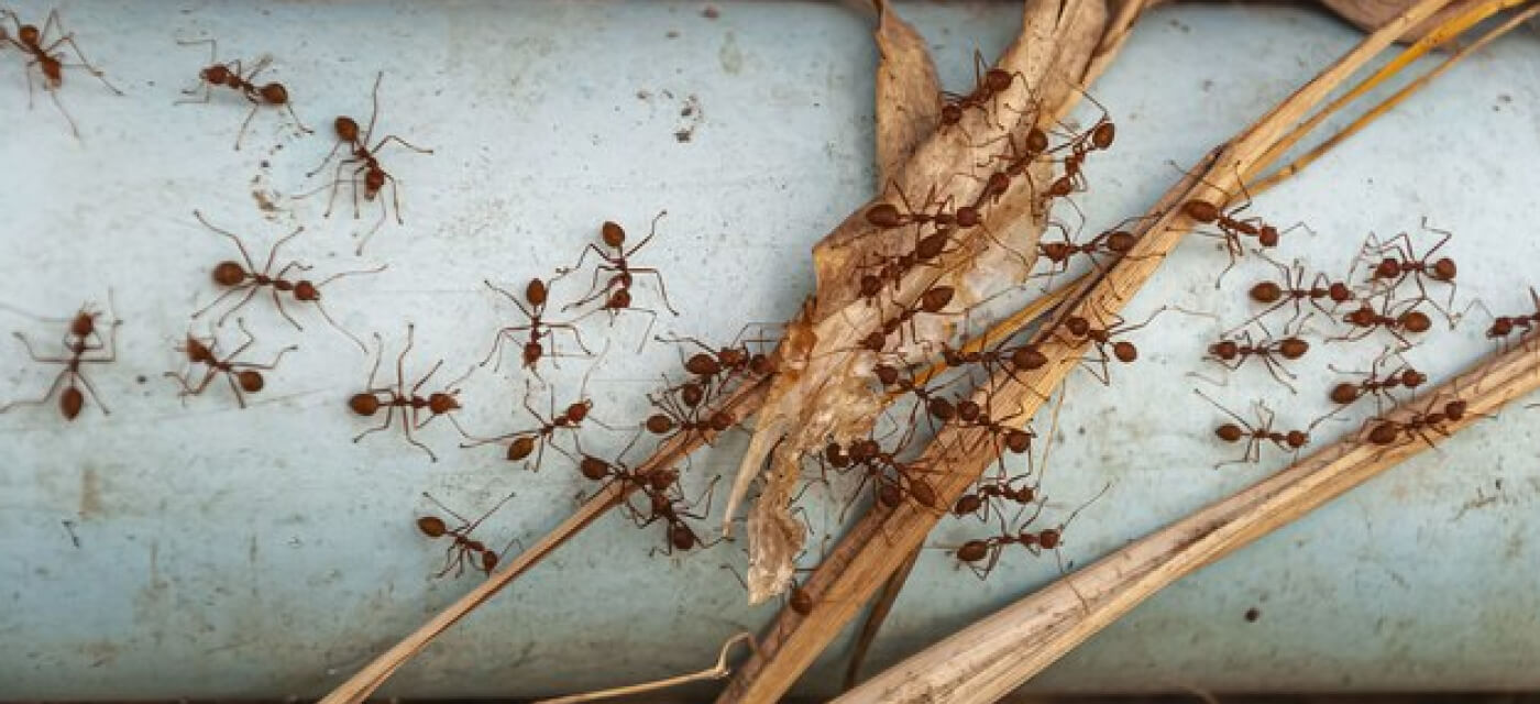 Ant Control Perth Strategies: Keeping Your Perth Home Ant-Free Year-Round