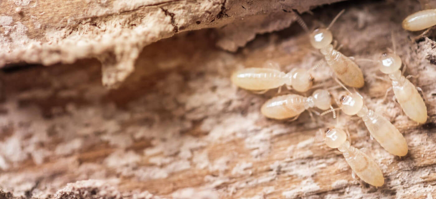 The Long-Lasting Impact Of Professional Termite Control Perth Solution