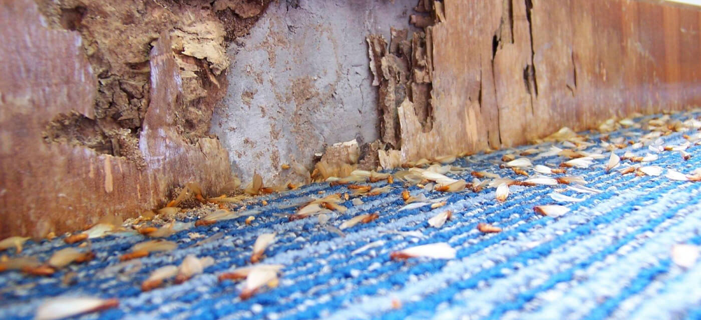 The Ultimate Guide to Termite Treatment Perth