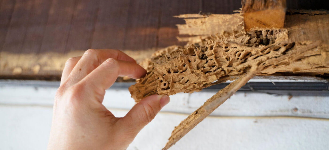 How Choosing The Right Termite Pest Control Perth Can Save You For Years?
